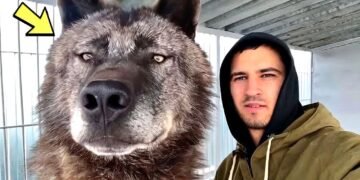 Он спас брошенного щенка. Спустя несколько месяцев он обнаружил, что он не собака