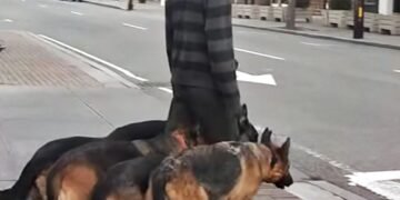 Выглядит так, будто он выгуливает своих собак. Но через 5 секунд, присмотревшись ближе, люди ОЦЕПЕНЕЛИ от увиденного…