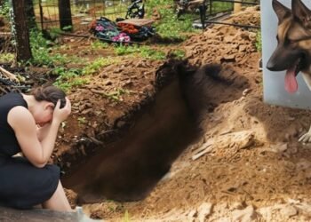 Пришли на кладбище утром – венки разбросаны, могила разрыта! Овчарка смотрит в глубину – и скулит…